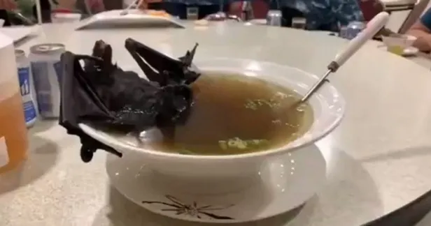 Koronavirüsün ondan bulaştığı iddia ediliyordu! Çin'den flaş yarasa çorbası açıklaması-2