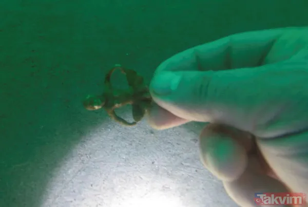 Trabzon'da 13. yüzyıldan kalma Akçakale Kalesi'nin kalıntıları deniz dibinden çıkarılıyor - 3