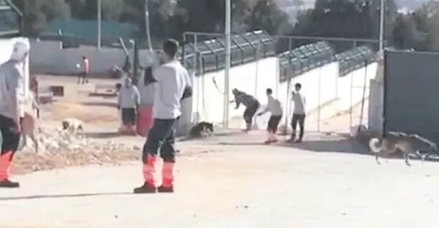 Konya'daki barınakta kürekle köpeği öldüren iki cani tutuklandı