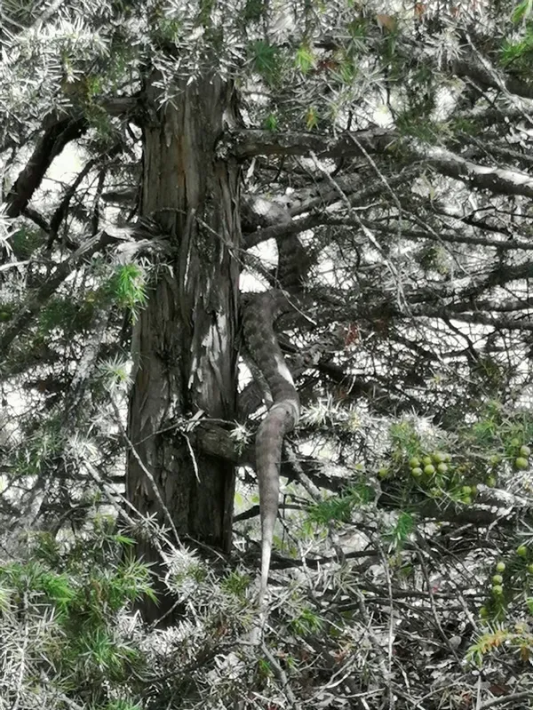turkiyenin-en-zehirli-turlerinden-koca-engerek-tuncelide-goruldu-tam-25-metre-1620729854126.jpg Türkiye'nin en zehirli türlerinden! Koca engerek Tunceli'de görüldü! Tam 2,5 metre-5
