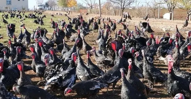 "Çiftlik Bank" gitti "Hindi Çiftliği" geldi! Tam 50 milyonluk vurgun!