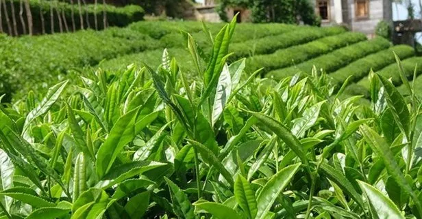 Son dakika haberleri |Tarım ve Orman Bakanlığı duyurdu! 2024 yılı yaş çay alım fiyatı belli oldu