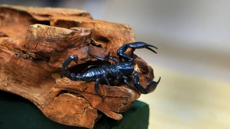 akrepler-sanildigindan-daha-tehlikeli-kiskaclarinda-agir-metal-var-1777551749007.jpg Akrepler sanıldığından daha tehlikeli: Kıskaçlarında ağır metal var-5