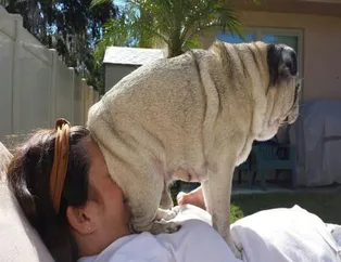Köpeklerin de baş belası olabildiği anlar