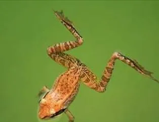 Doğadan sanatsal fotoğraflar