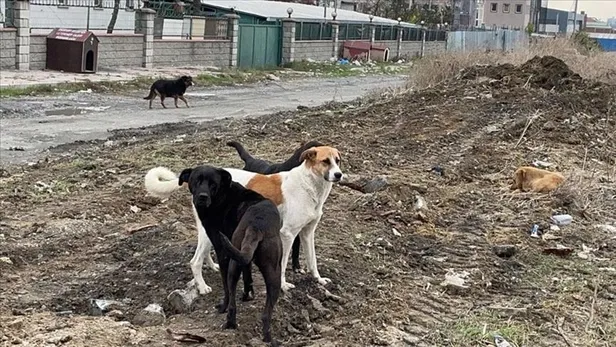 Mahkemeden emsal karar: Başıboş köpek dehşetini yaşayan vatandaş açtığı davayı kazandı!-2