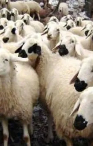 2019 kurbanlık fiyatları belli oldu | Kurban fiyatları ne kadar