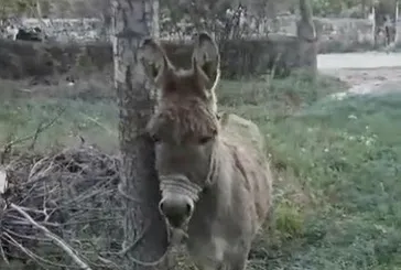 Kayseri’de ilginç olay!