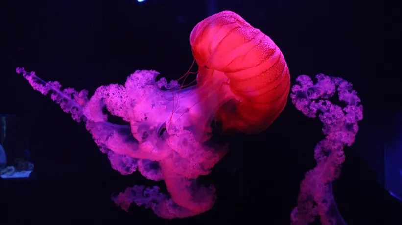 Tam 10 metre! Okyanusun devasa omurgasız avcısı: Suyun yüzeyine çıkınca sıvıya dönüşüyor