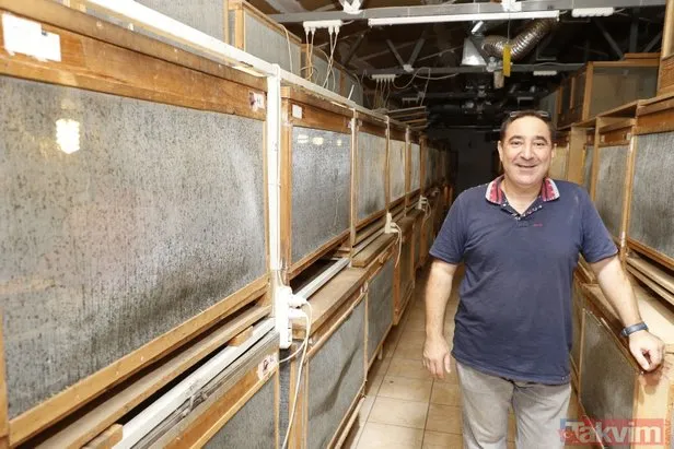 Antalya'da çekirgenin kavurmasını yapıp ailesine yediriyor!