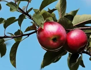 20 ülkeye karaman elması