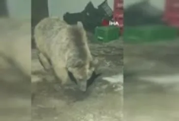 Görüntüler Hakkari'den! Ayı şantiyeye girdi