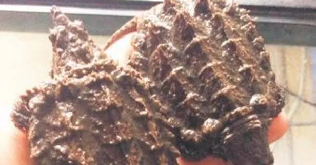 Kaplumbağa operasyonu