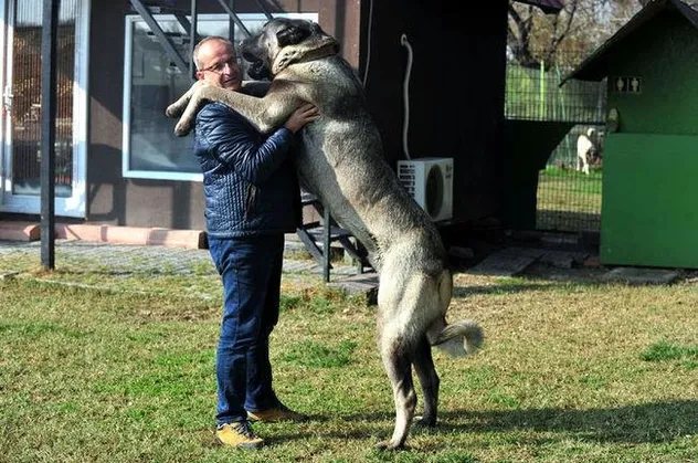 Otomobil fiyatına kangal köpeği
