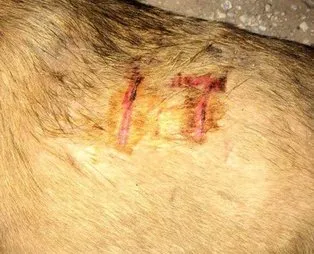 Sakarya'da vahşet Köpeğe işkence yapıp vücuduna kesici alet ile 'it'