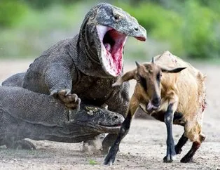 Komodo ejderi dağ keçisini gafil avladı! Ölümcül sırrı ortaya çıkardı