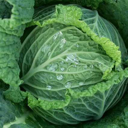 Lahana iltihapları önler