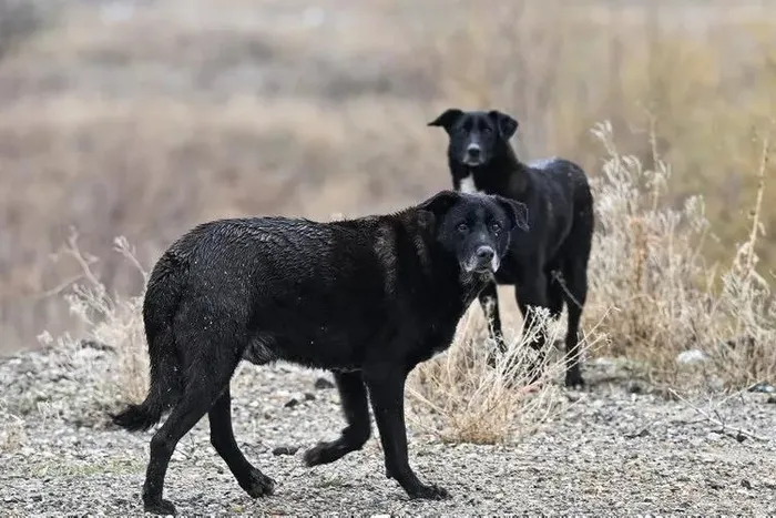 1702281540298.jpeg Sokak köpeklerinin saldırısına uğrayan Tunahan Yılmaz'ın babası oğlunun sağlık durumunu açıkladı-4