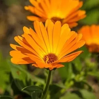 Adet sancısına aynısefa