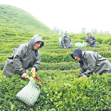 Rize’de yaş çay üretiminde yeni model: Migros alım güvencesiyle devreye giriyor