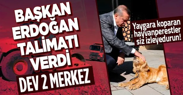 Başkan Erdoğan sokak köpekleri için talimatı verdi! 2 dev merkez yapılacak