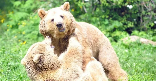 Bursa Ovakorusu’ndaki ayılar kış uykusuna hazırlanıyor