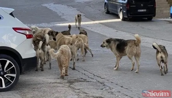 Başıboş köpekler bir aileyi yok ediyordu! Samsun Bafra'da feci kaza... Biri 5 aylık bebek 3 yaralı - 3