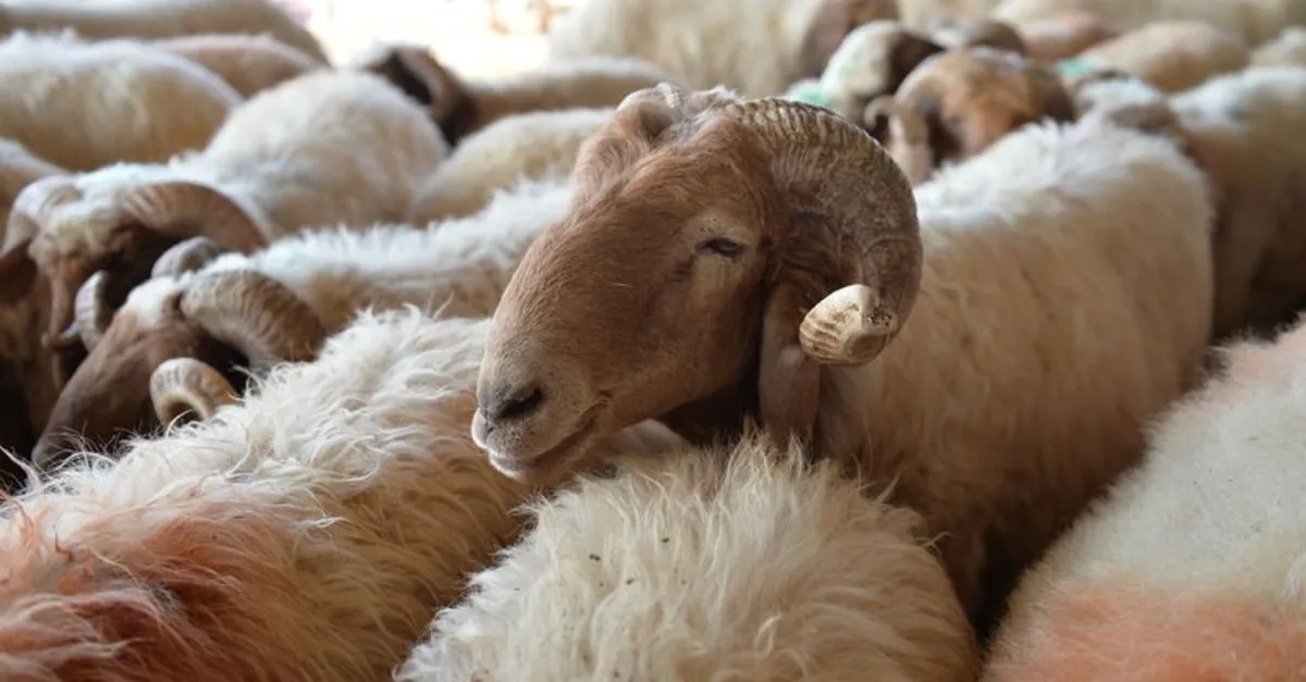 Arefe Gunu Kurban Kesilir Mi Kurban Ne Zaman Nasil Kesilir Kurban En Son Ne Zaman Kesilir Takvim