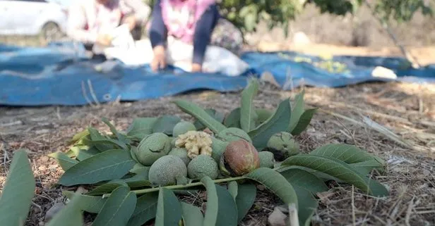 Maraş’ın cevizi 25 ülkeye gidiyor