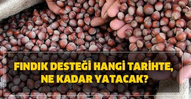 Fındık desteği hangi tarihte, ne kadar yatacak?