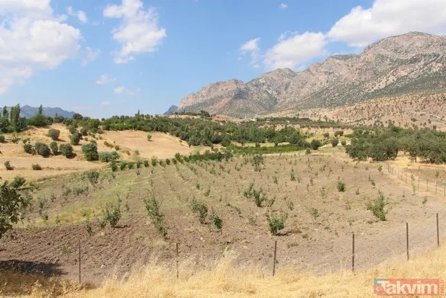 Bir dönem PKK'nın yuvalandığı Gabar ve Cudi dağlarında artık terörist değil fıstık yetişiyor