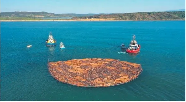 'Şebap Güvercin Festivali'nde otomobil fiyatına güvercinler podyuma çıktı (Yaşam haberleri)-7