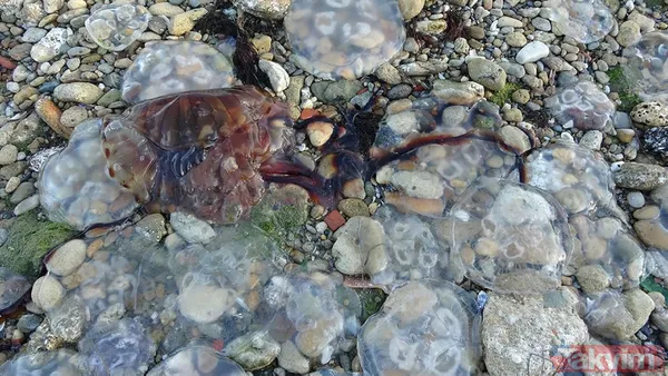 Çanakkale Boğazı'nda zehirli denizanası tehlikesi! Uzmanlar uyardı: Tatlı su kullanmayın amonyak ya da sirke ile yıkayın - 11