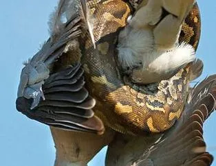 Yılanların dehşet saldırıları