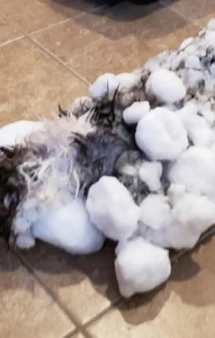 Soğuk havada donmuş kedi kurtarıldı