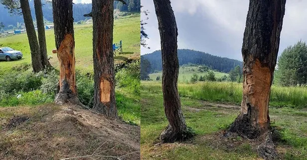 Bartın’da tepki çeken görüntü! Çam ağaçlarını yonttular