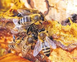 Propolis virüsten korur