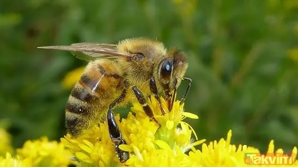 Ordu’da üretilen arı sütünün kilosu 20 bin TL’ye satılıyor