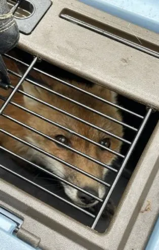 ABD senatosunda film gibi olay! Kuduz tilki, senatör ve gazeteci dahil 9 kişiyi ısırdı