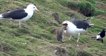 Martı koca tavşanı deliğinden çıkarıp canlı canlı yedi! Böylesine zor rastlanır