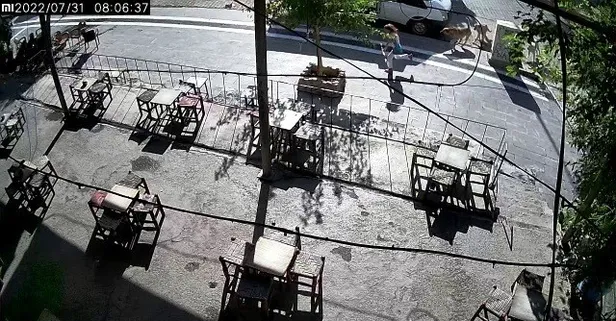 Küçük kız çığlıklarla sokak köpeklerinden kaçtı