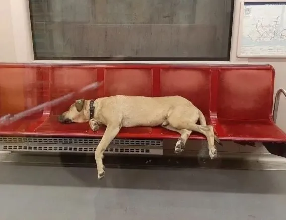 İBB’nin metroya doldurduğu köpekler turisti ısırdı mahkeme faturayı 3 kuruma çıkardı