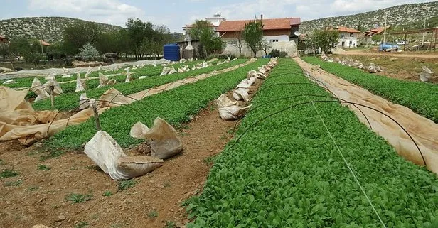 Tütün üretiminde liderliğini koruyan ilimiz...