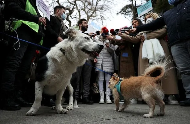 istanbul-besiktasta-sokak-kopekleri-icin-eylem-yaptilar-1640721839330.jpeg İstanbul Beşiktaş'ta sokak köpekleri için eylem yaptılar!-2
