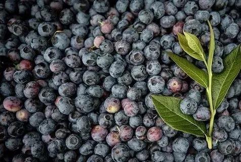 Hafızaya yaban mersini