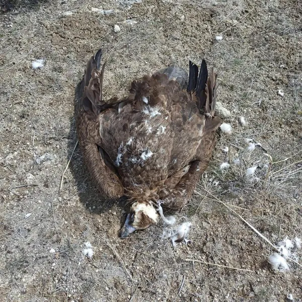 nesli-tukenme-tehlikesi-altinda-olan-kara-akbabalardan-7-tanesi-olu-bulundu-nedeni-zehirli-et-1617628000447.jpg Nesli tükenme tehlikesi altında olan kara akbabalardan 7 tanesi ölü bulundu! Nedeni zehirli et-2