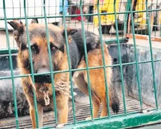 Köpek katil değil kahraman
