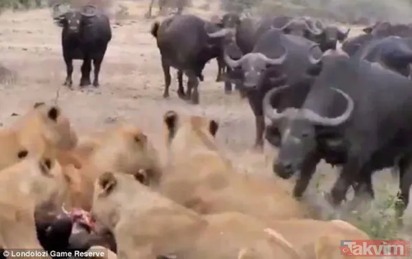Ava giderken avlandı! Bir anda bufaloların arasında kalan aslanın zor anları (Aslan - Bufalo kavgası) - 36
