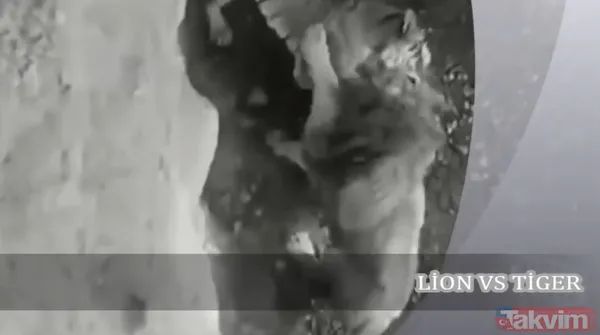 Ava giderken avlandı! Bir anda bufaloların arasında kalan aslanın zor anları (Aslan - Bufalo kavgası) - 47