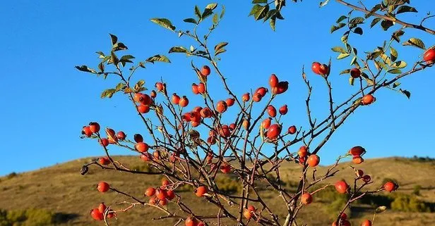 Kuşburnunun faydaları nelerdir?